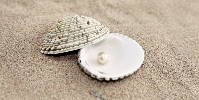 anak-kerang-pasir-pantai.jpeg